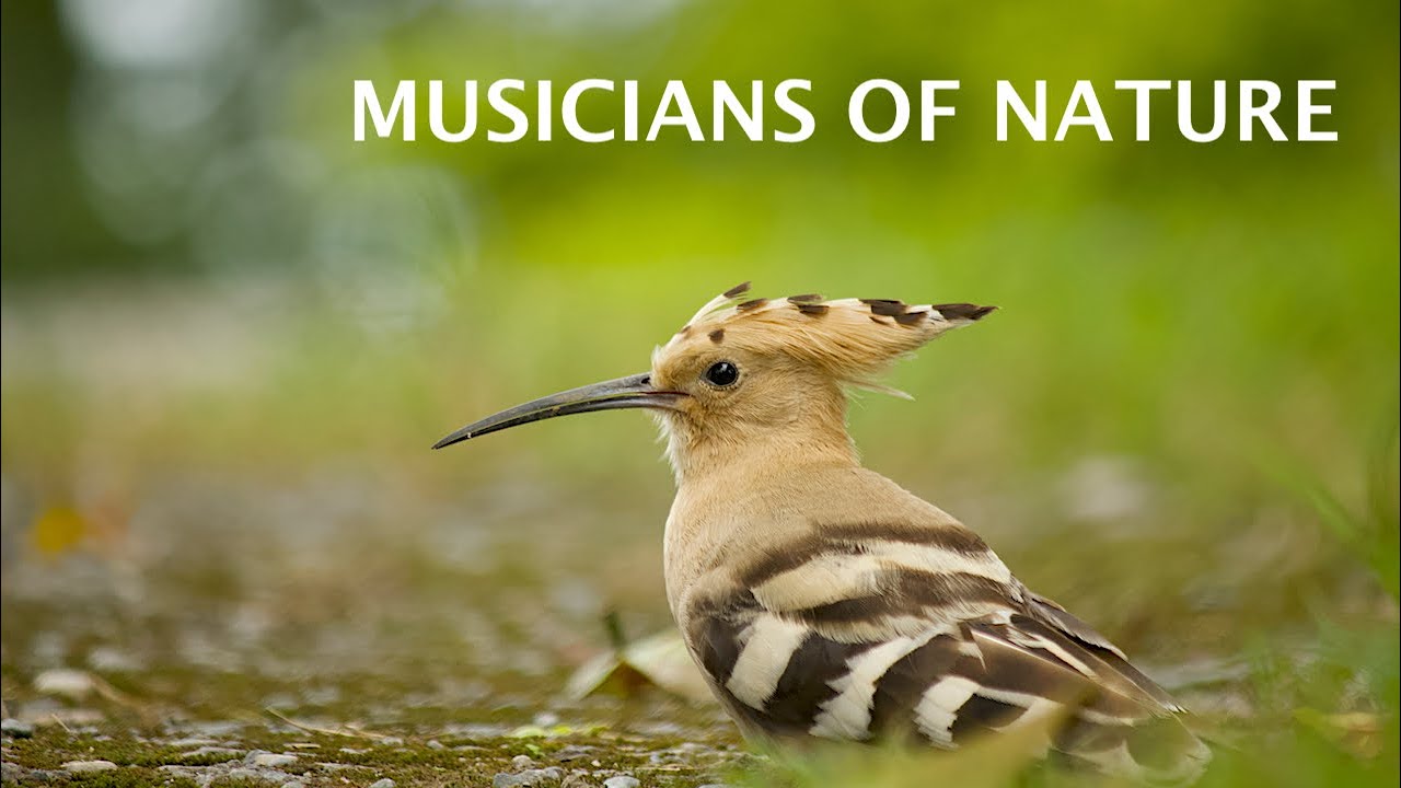 Common Bird Calls in Himalayas