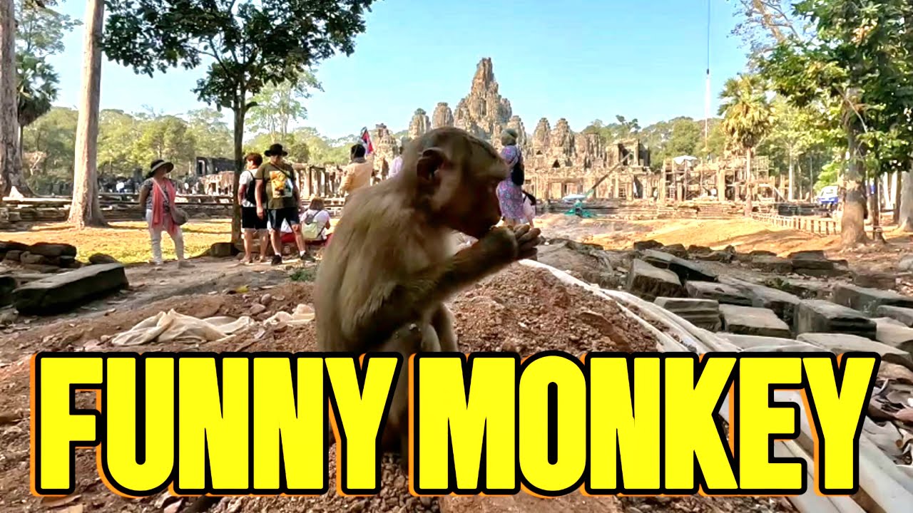 Funny Monkey at Bayon Temple, Angkor Wat 🇰🇭 (Cambodia)