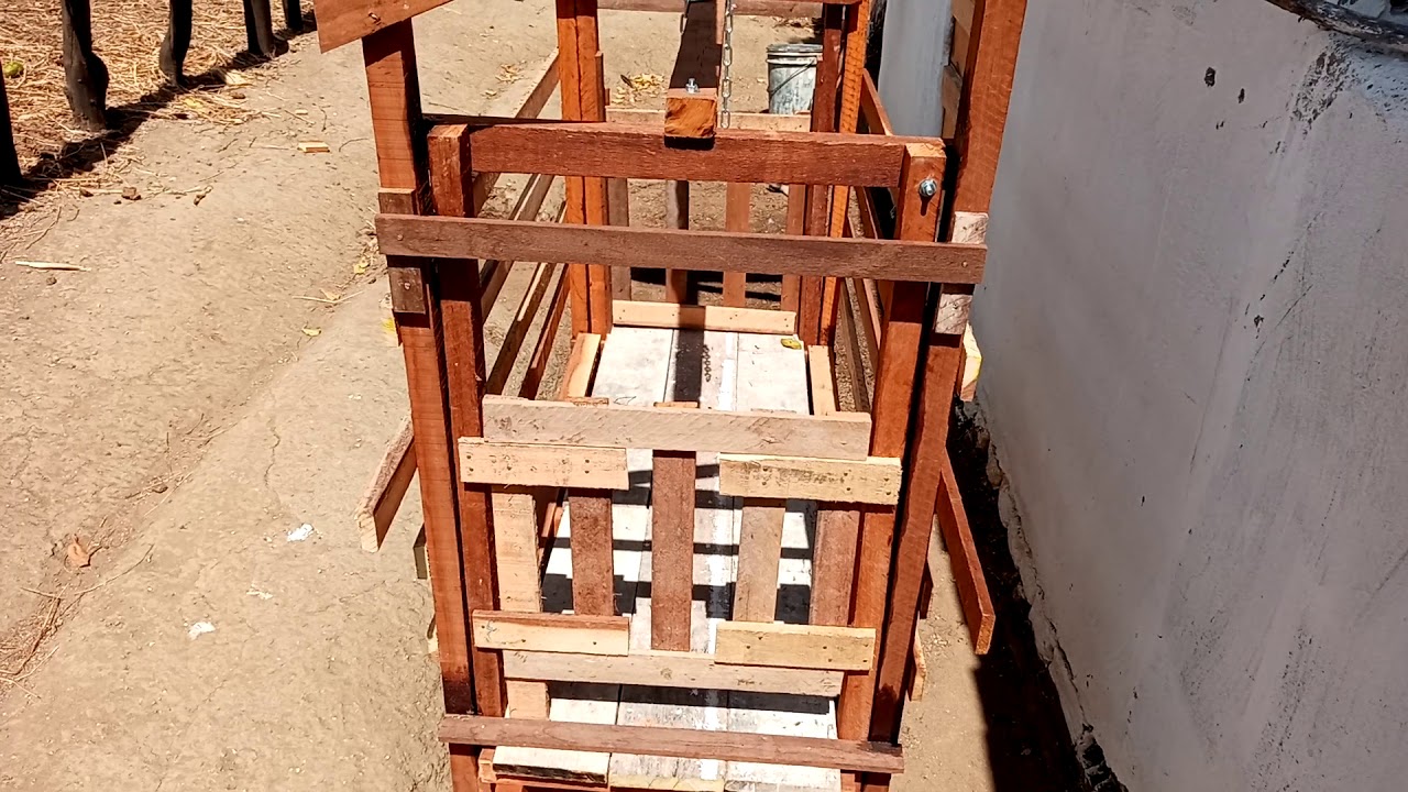 balança para pesar os porcos vivos