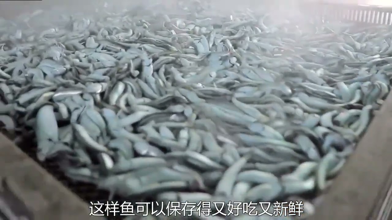 4艘捕鱼船队一天捕获价值1亿韩元的鱼！捕捞和煮都是在船上完成！