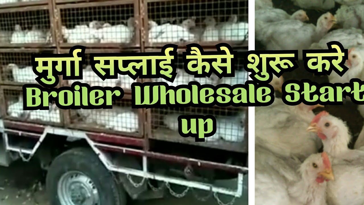 ब्रायलर थाेक मुर्गा सप्लाई ll Broiler Murga Wholesale Supply business Sunny Poultry, Chicken Meat
