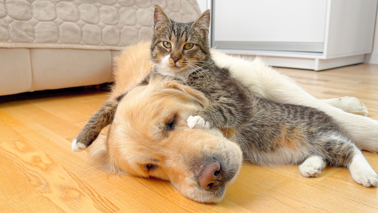 Amazing Bond Between a Golden Retriever and a Kitten [Cutest Friendship Ever]