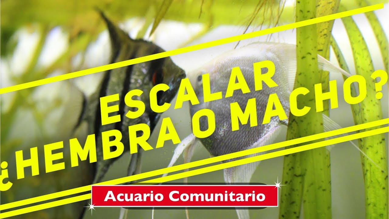 diferencias sexuales del pez angel o de los escalares,  macho hembra