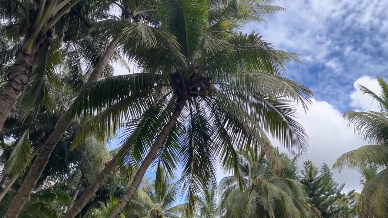 Ravenala Attitude, Mauritius - walk through the garden and see the hotel