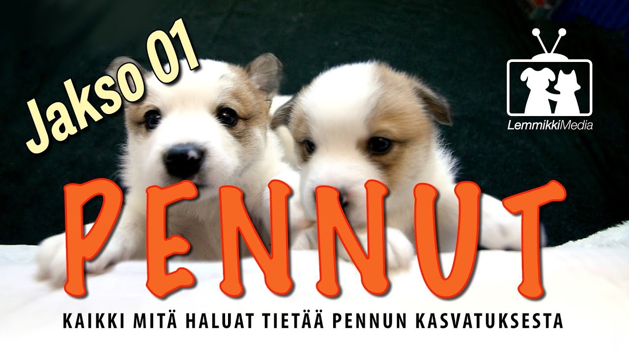 Koirat: Pennut - Kasvattajan luona - jakso 01
