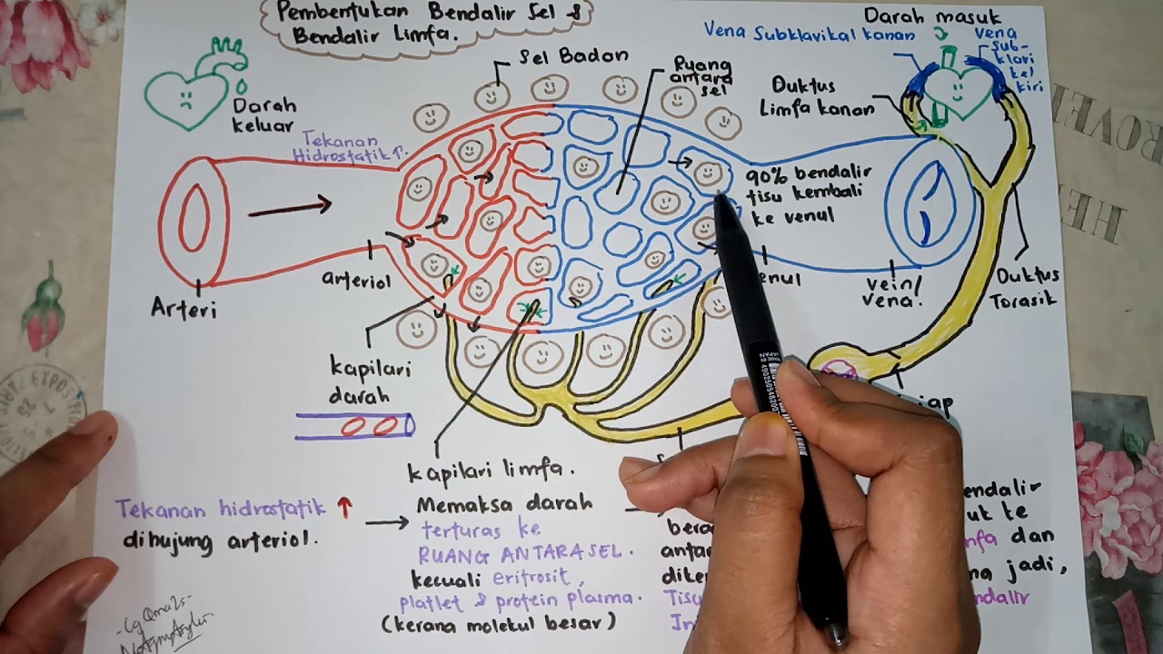 BIOLOGI SPM - PART 1 SISTEM LIMFA - Perbezaan antara darah, bendalir tisu dan bendalir limfa