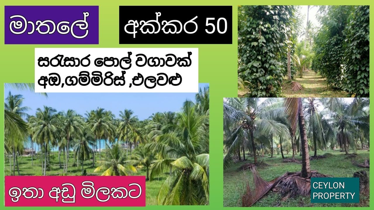 NO,,777 # අක්කර 50 ඉඩම විකිණීමට ,විදෙස් ගත විිමට,,සින්නක්කර ,මාත⁣ලේ පුරවරයෙන් ,සියලුම පහසුකම් සමග