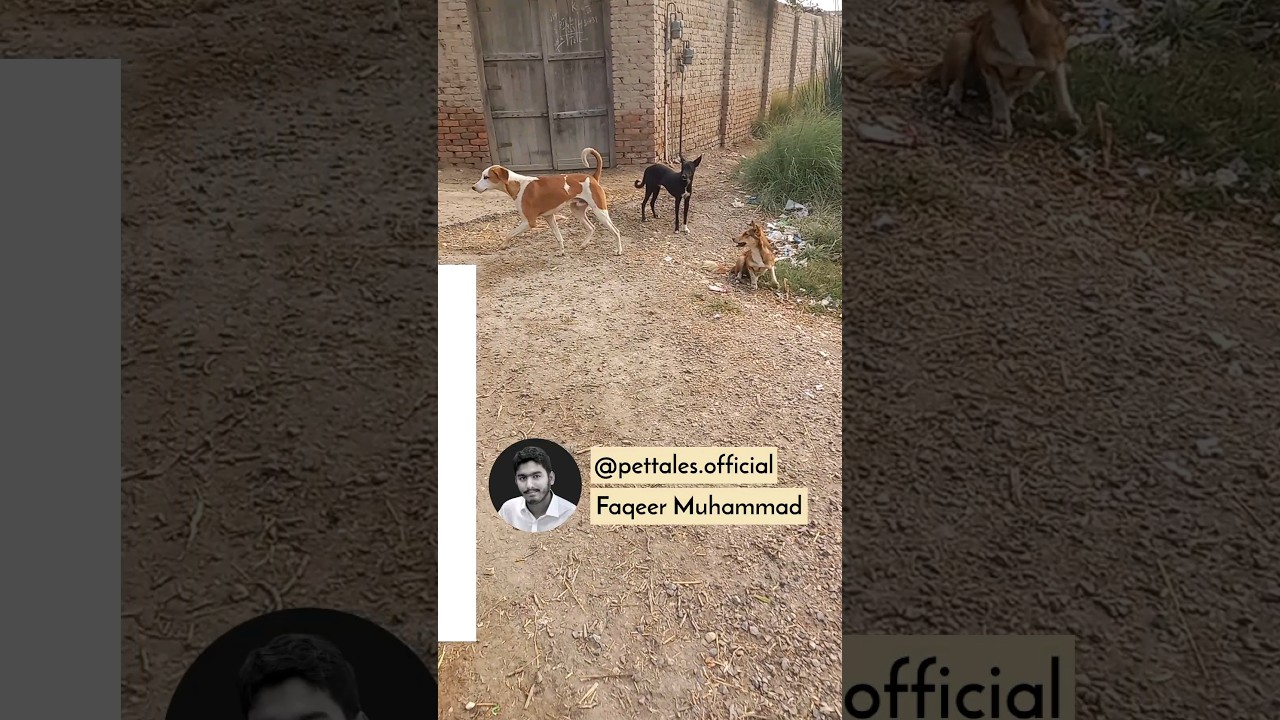 three dogs on road side | Pet Tales @pettales.official #pettales #shorts #short #dogs