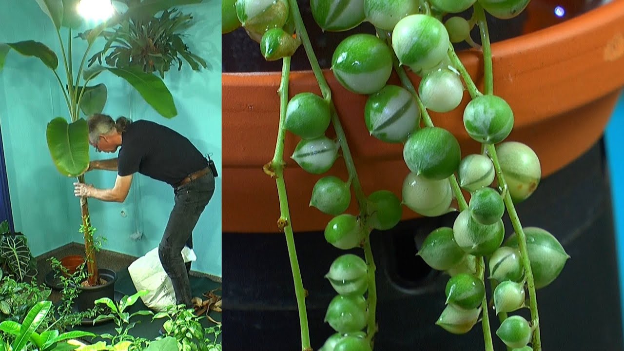 Dschungel Arbeiten, Banane Umtopfen, Monstera Thai Constellation im Wasser, Neue Raritäten auspacken