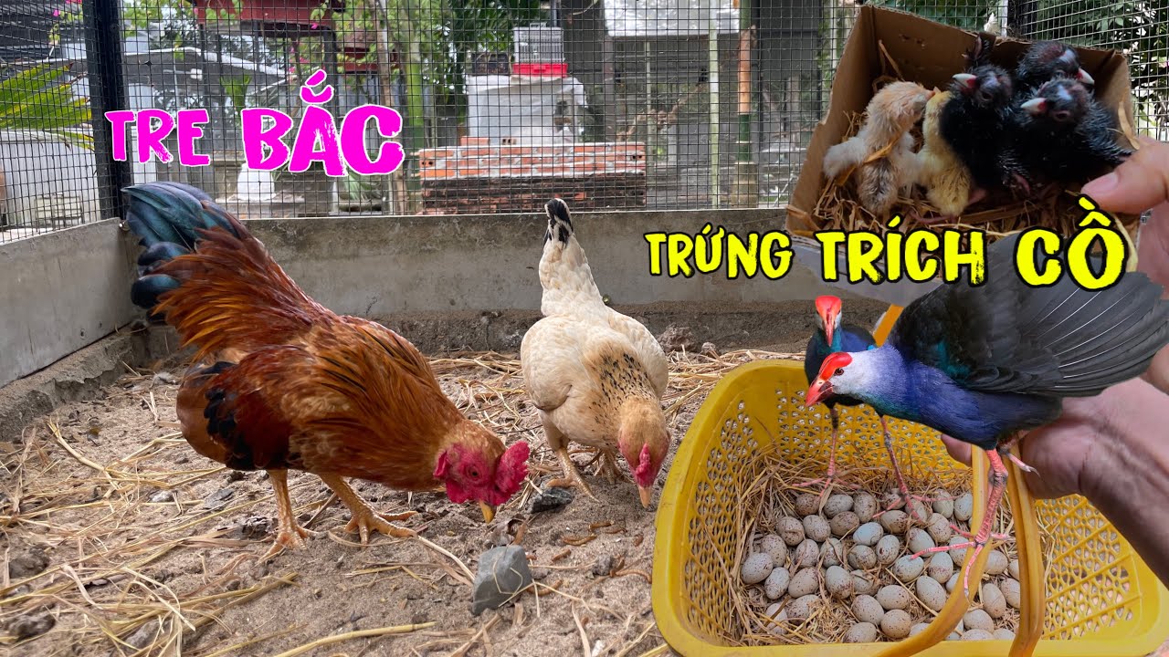 Đi Lấy Trứng Trích Cồ Đầu Năm 2026 Và Tin Vui Gà Tre Bắc Đã Nở/Góc Chăn Nuôi