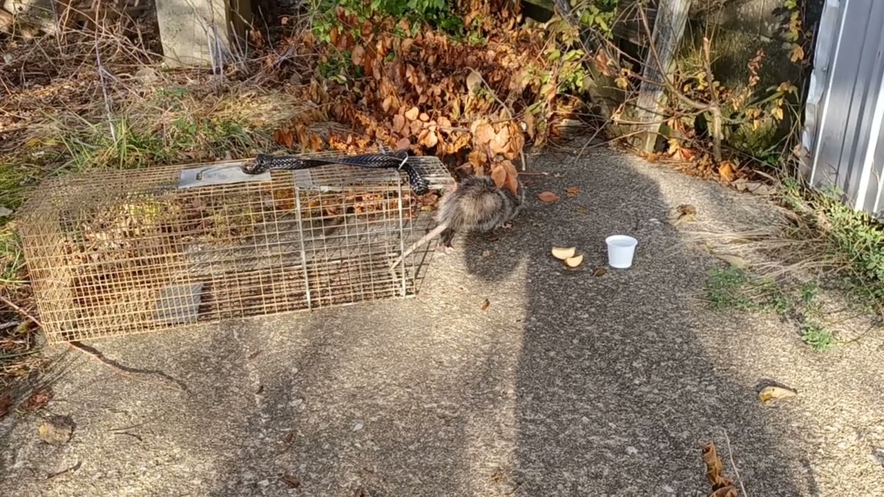 Possum Release