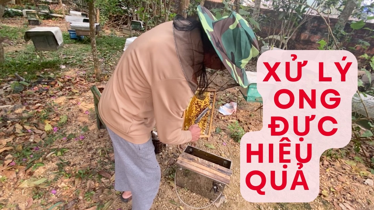 Cách xử lý ong đực hiệu quả trước khi đưa ong đi lấy mật