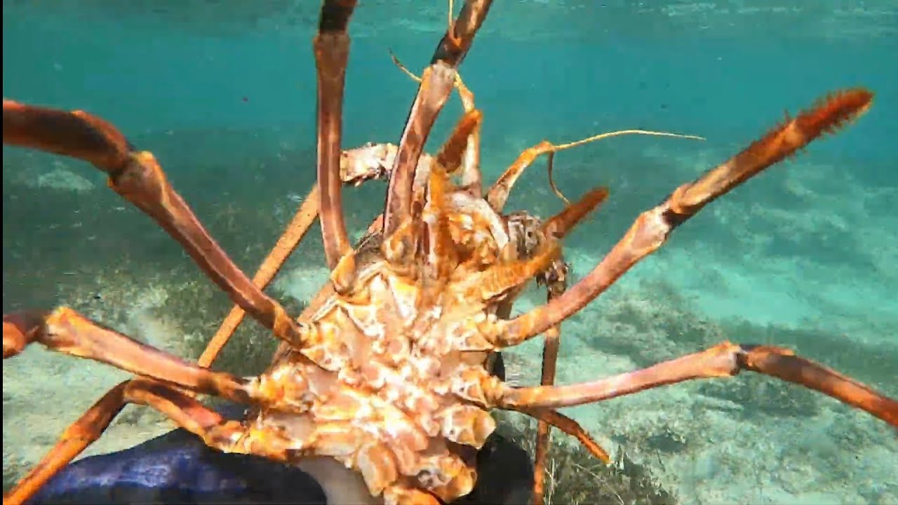 SPEARFISHING WESTERN AUSTRALIA + ROCK LOBSTER CATCH AND COOK
