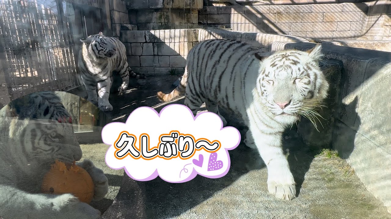 久しぶりのスカイくんにウキウキなコタくんとハクくん😊　12月1日 東武動物公園　ホワイトタイガー