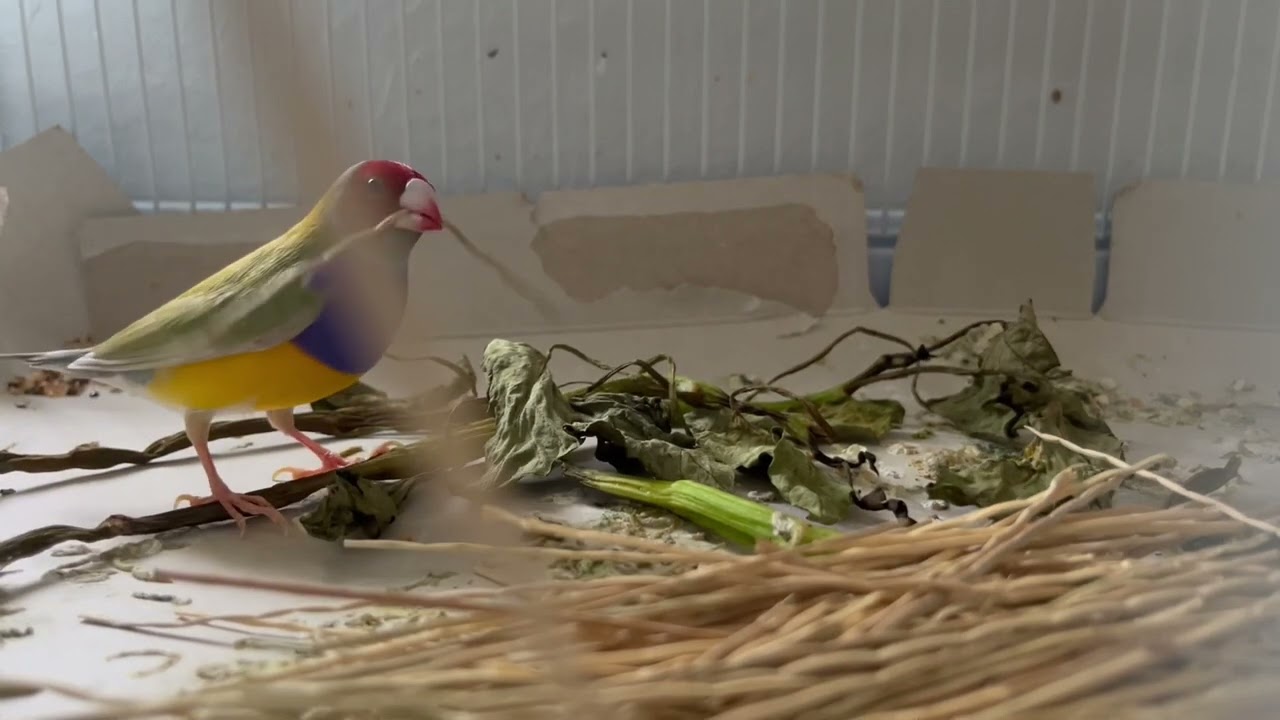 Gouldian finch collects nesting materials