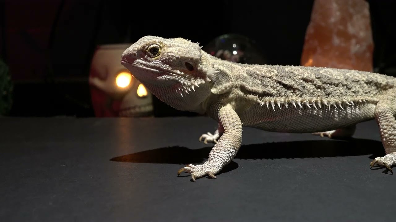 Dragon cracks pink rat backs /***Warning Live Feeding***