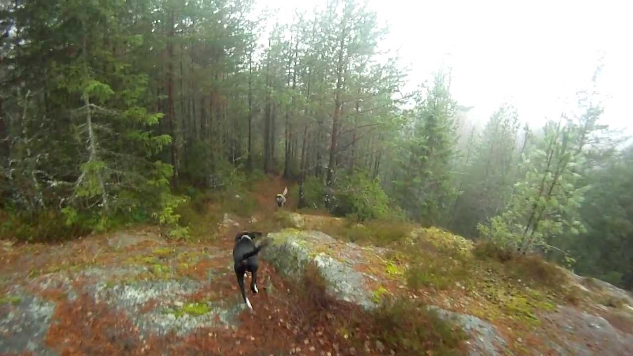 Vorsteh and scandinavian/eurohound Setting off after a moose/elk