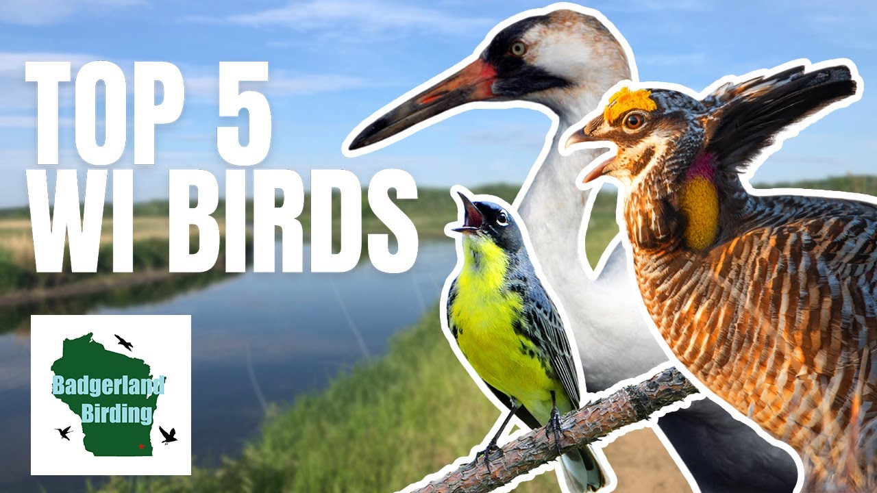 Top 5 Birds to Find in Wisconsin