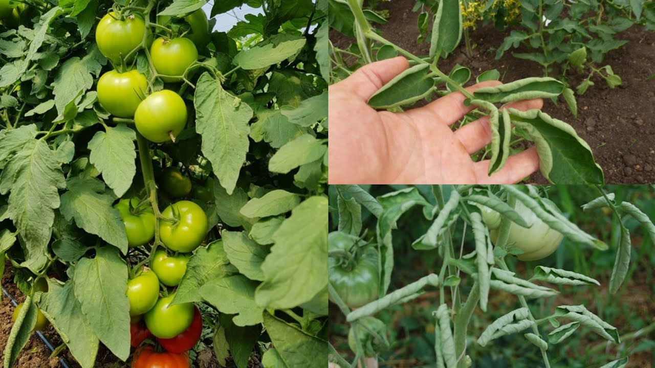 Cauzele răsucirii frunzelor la tomate tomato virus @GradinaBio