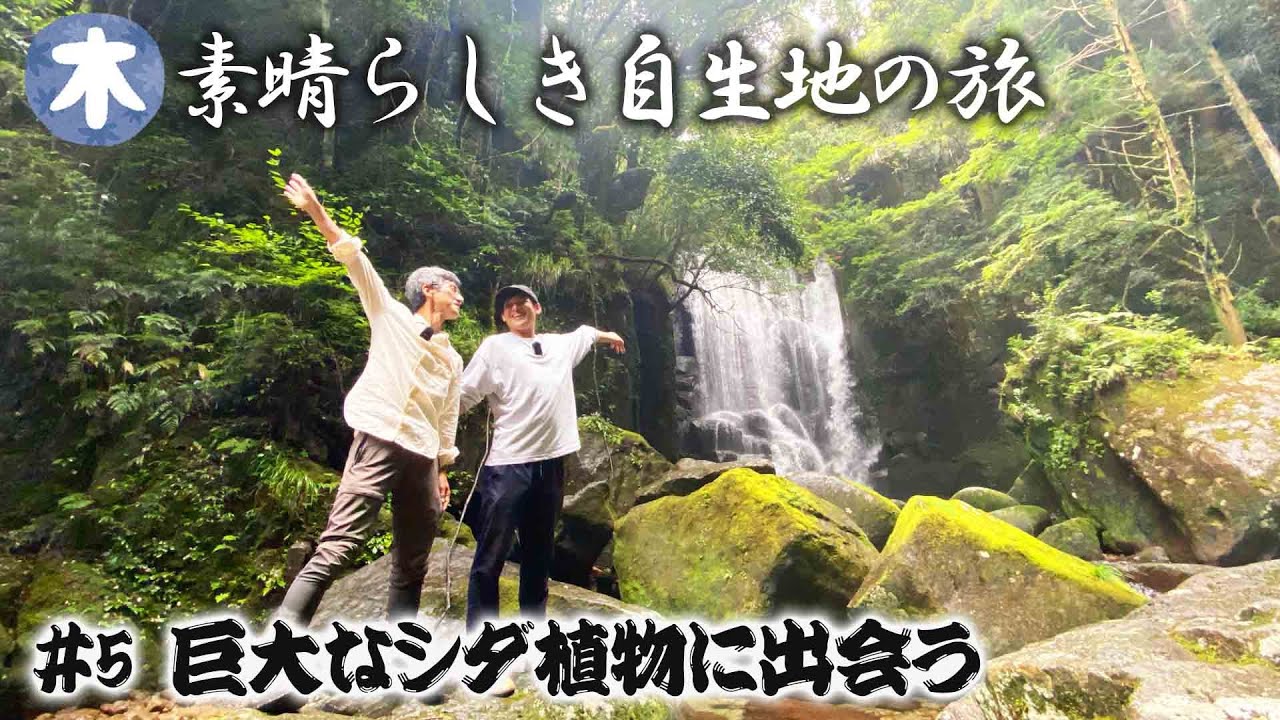 【自生地の旅 #5】巨大なシダ植物「リュウビンタイ」に会いに渓谷の滝を目指す！ナツエビネやイワタバコの花も【本田高史】
