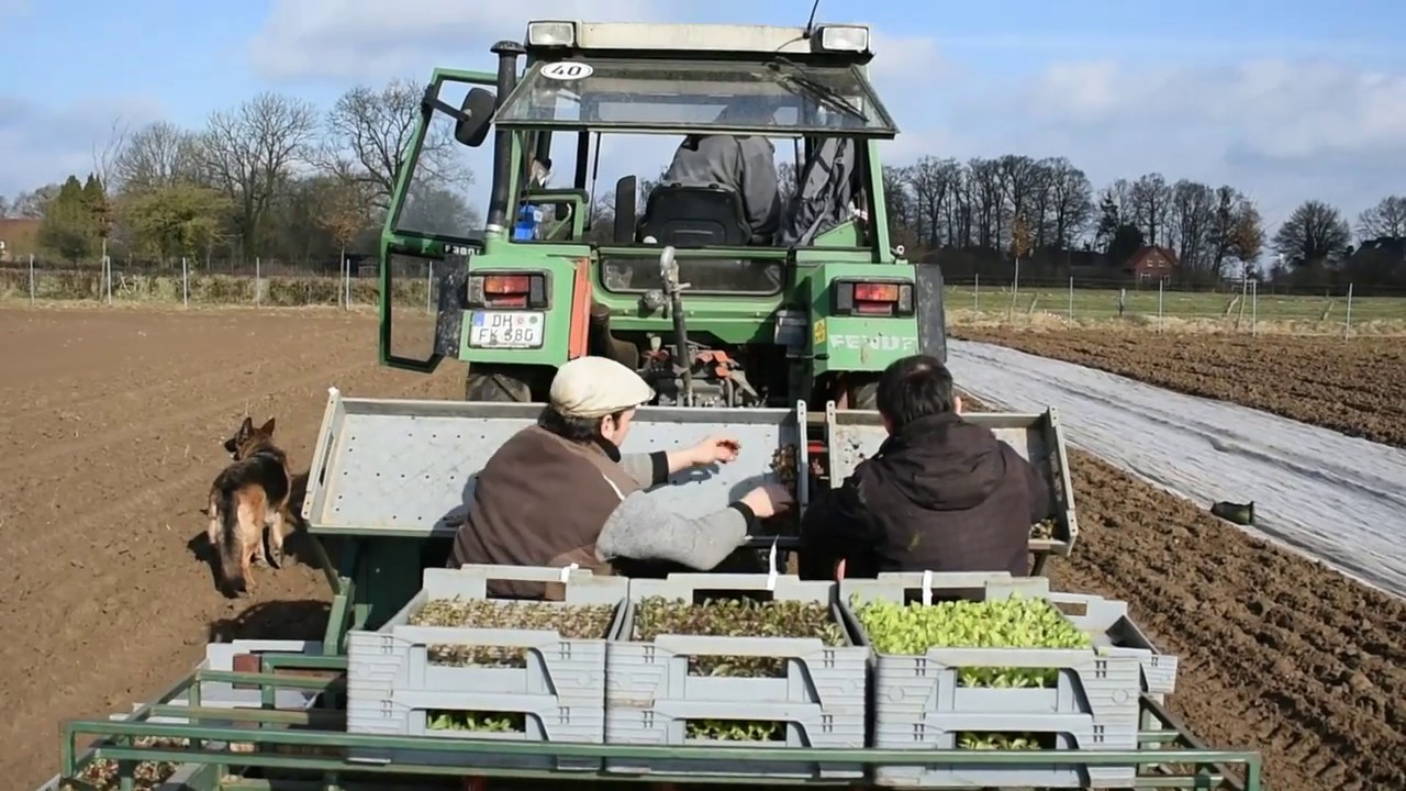 Wir pflanzen Salat mit der Bänderpflanzmaschine.