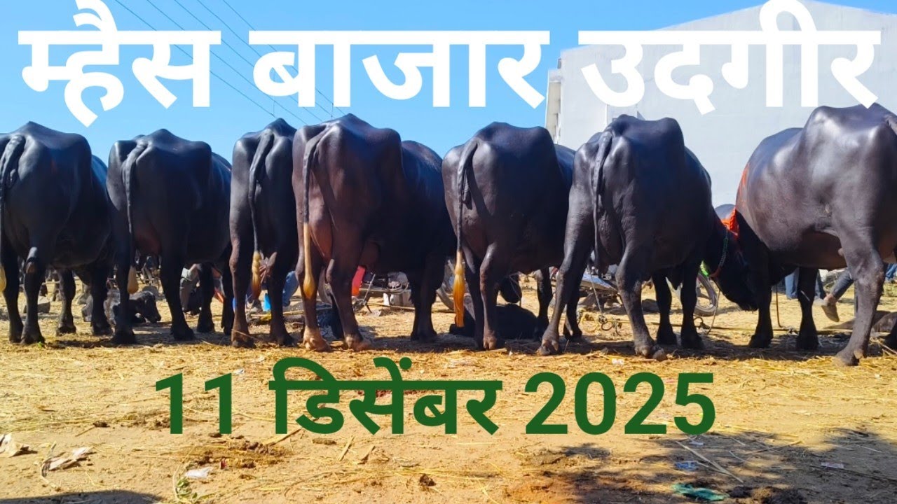 म्हैस बाजार उदगीर|bail Bazaar Udgir|buffalo market video udgir|बैल बाजार व्हिडिओ | बाजार व्हिडिओ
