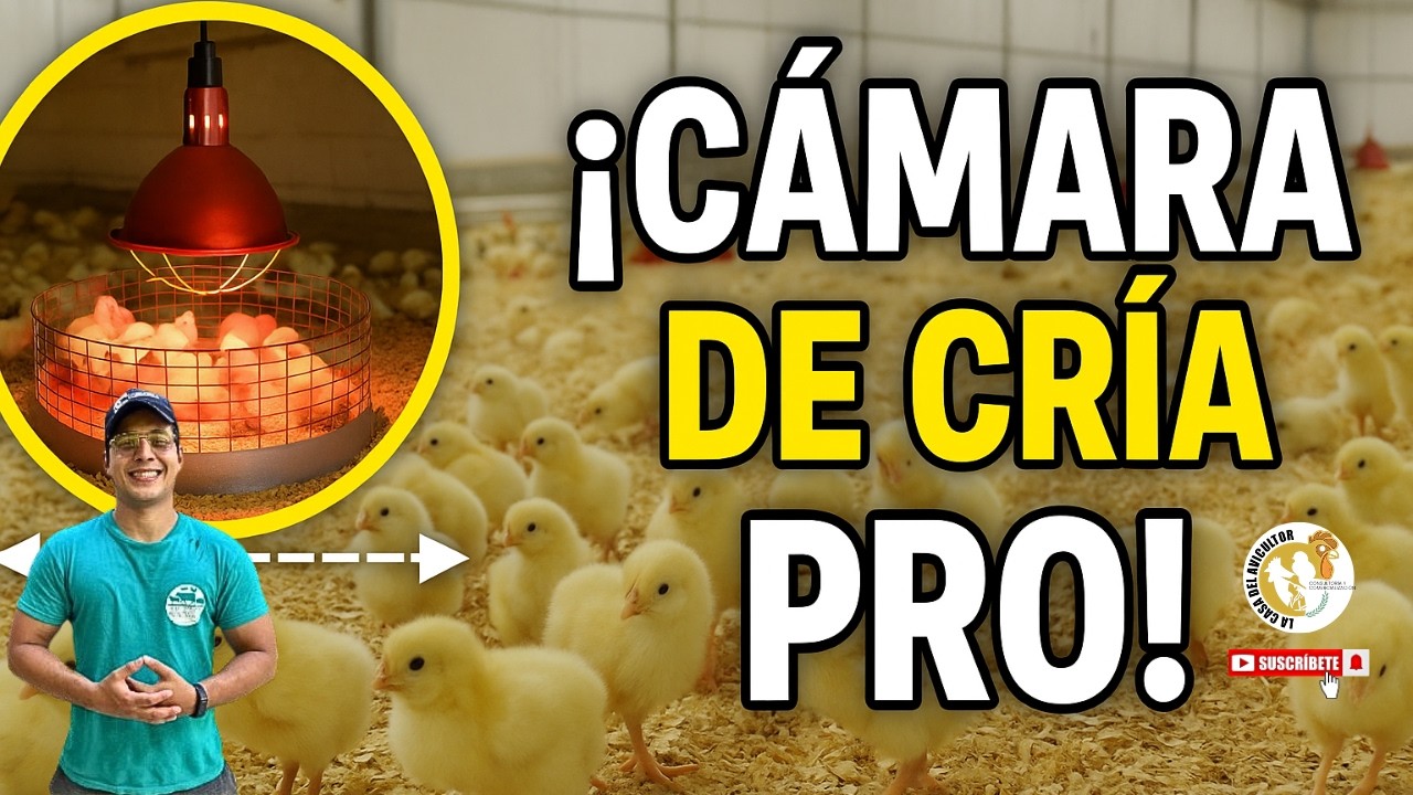 📚 C&oacute;mo Dise&ntilde;ar un encierro en Pollos de Engorde de 1 d&iacute;a | Medidas + Espacio Correcto 📏