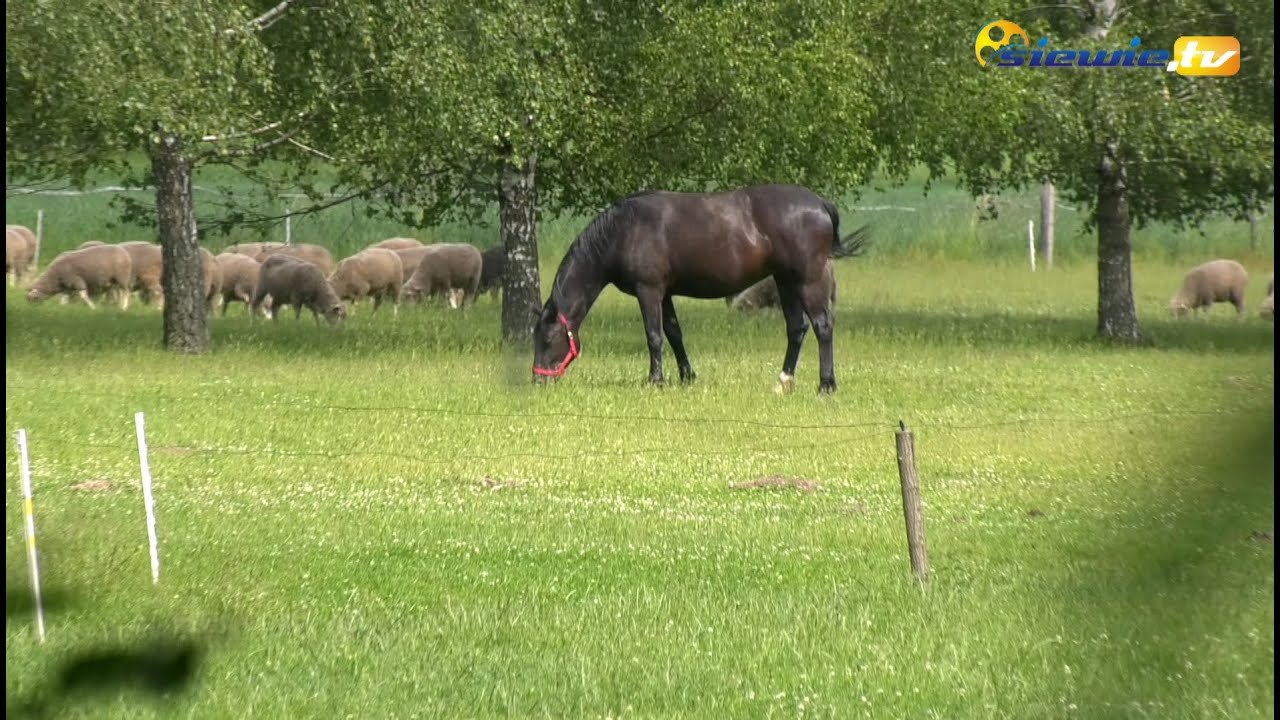 OWCZARENKA - GOSPODARSTWO AGROTURYSTYCZNE Z BAŁDRZYCHOWA ZAPRASZA - siewie.tv