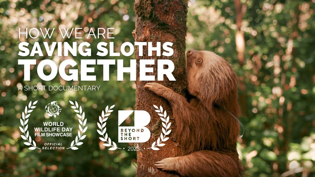 Saving Sloths Together: How Toucan Rescue Ranch Is Helping to Save Sloths in Costa Rica
