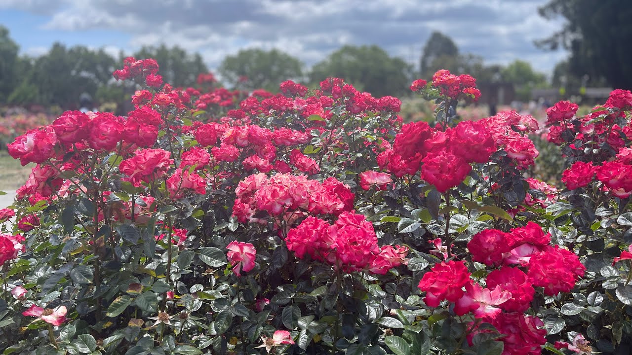 A Floral Expanse at the San Jose Municipal Rose Garden!