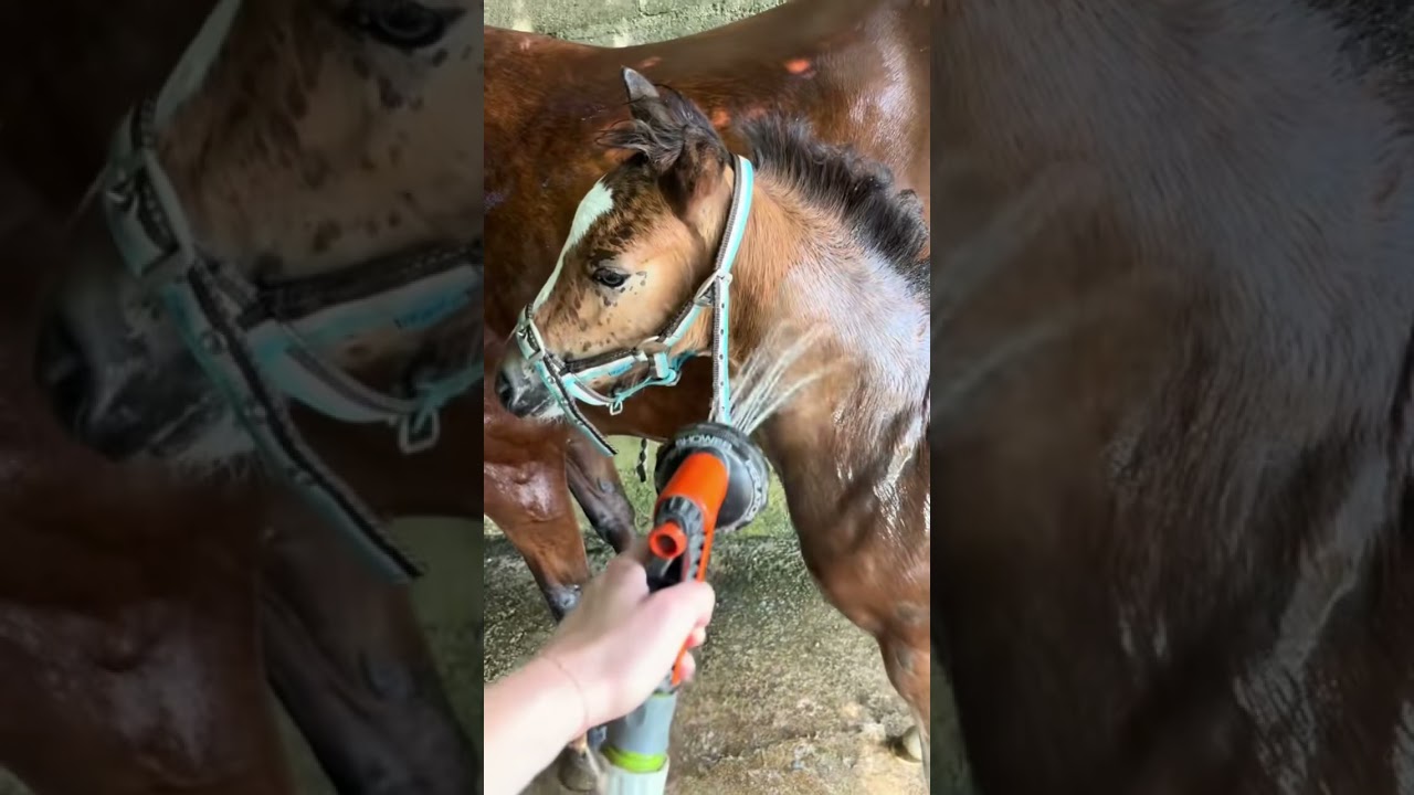 Preparing the foals 🐴😍 #horse #foal #horse #animals #horseriding #animals #pony