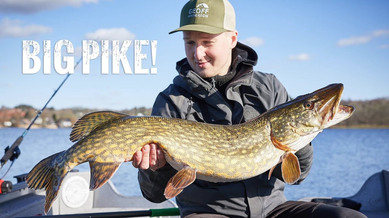 Geddejagt efter store gedder I Marts - Geddefiskeri (English subtitles)