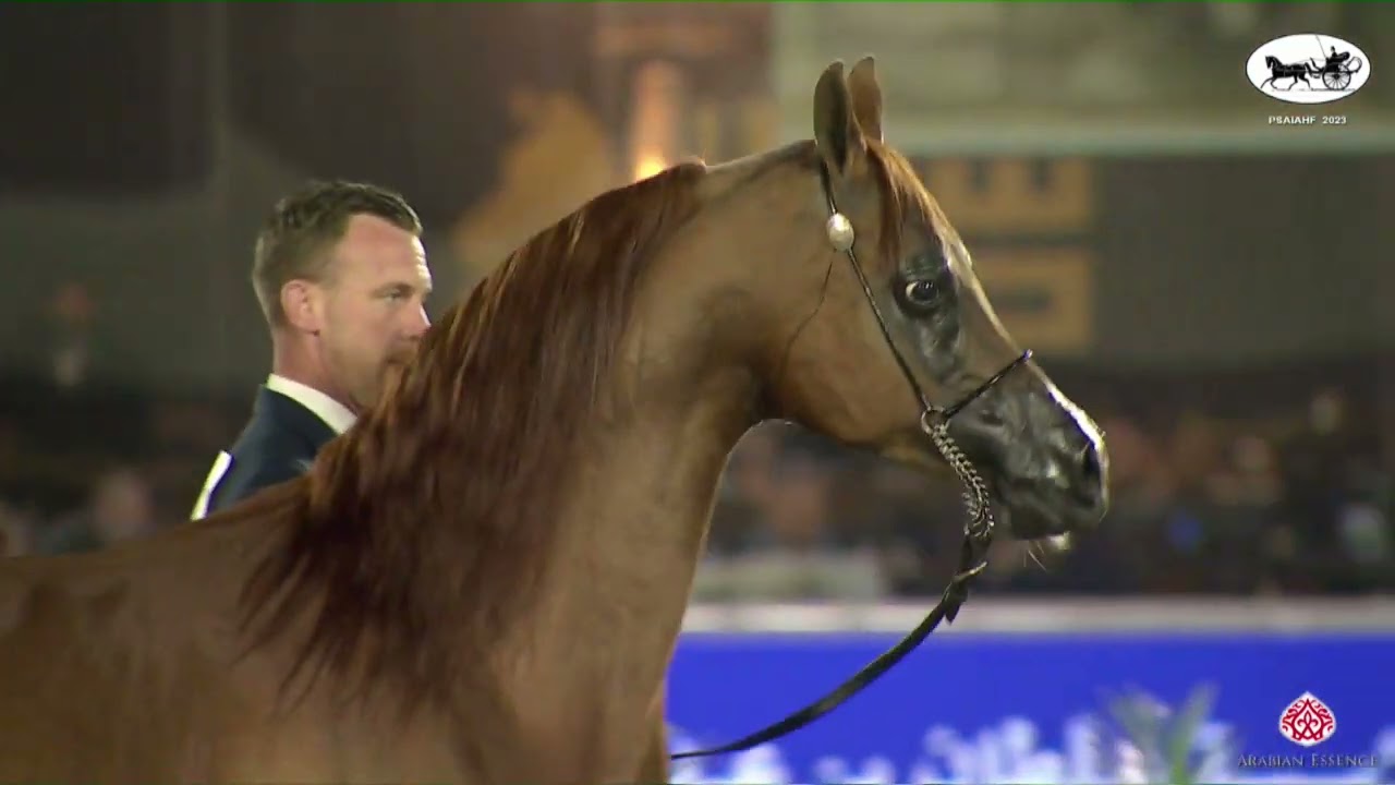 N 224 RHR HEIR OF MARWAN   PSAIAHF 2023   Stallions 10+ Years Old Class 12