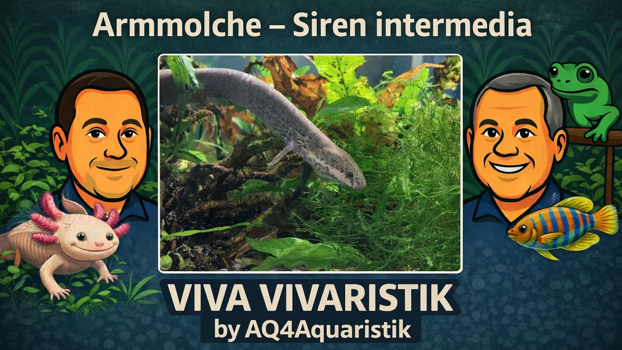 Viva Vivaristik – Folge 40: Armmolch Siren intermedia – Haltung, Zucht & einzigartige Brutpflege 🦎