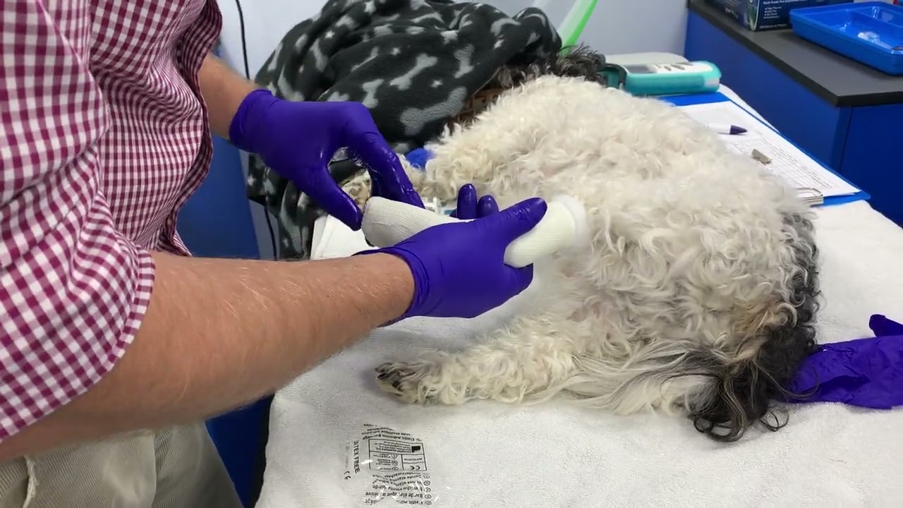 Casting for metatarsal fractures in a dog