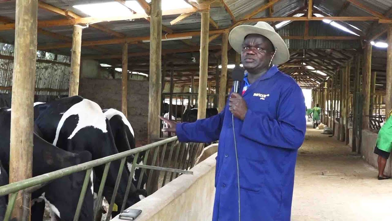 Farmer making Millions from dairy  (Lacata dairies) Maili Tisa Uasin Gishu County.