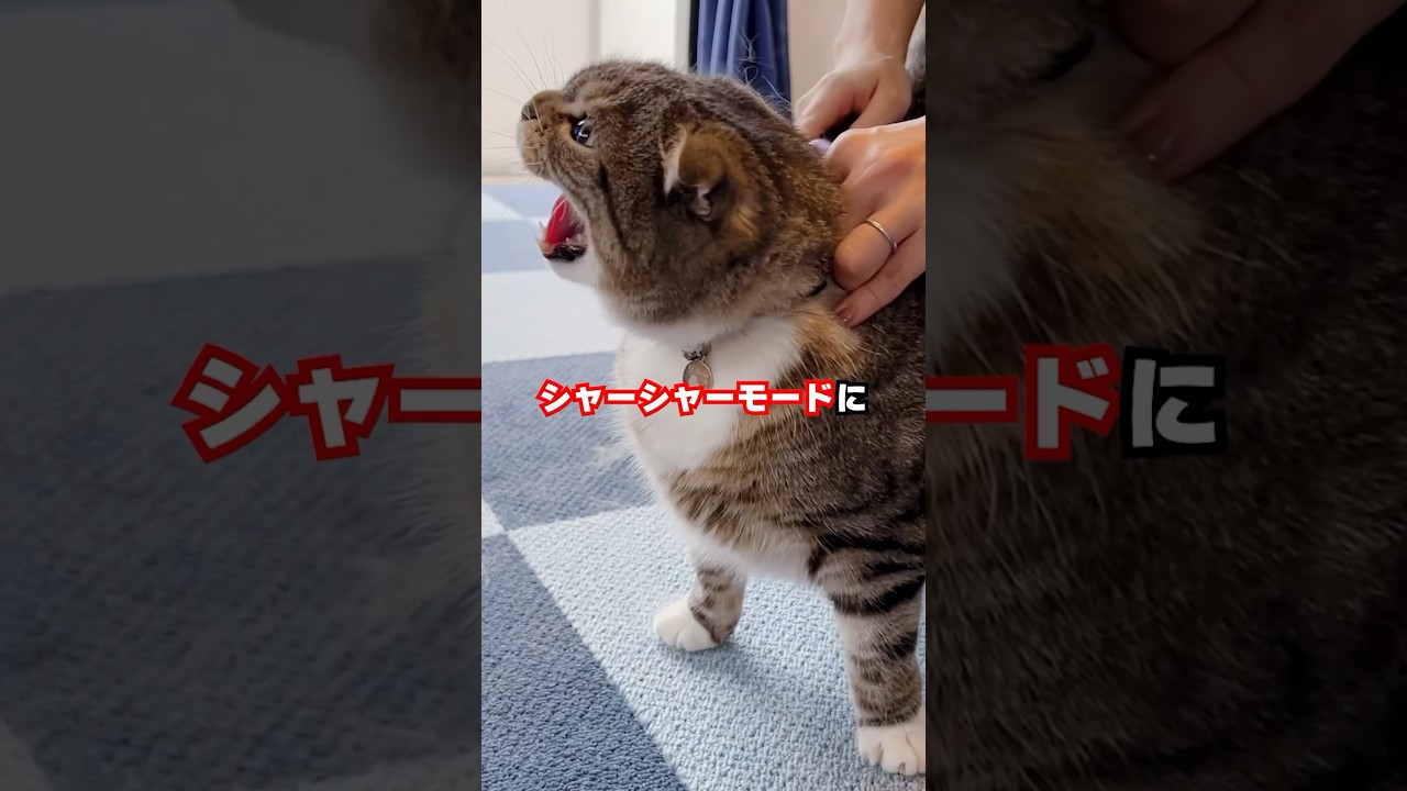 大嫌いなブラッシングvsまたたびの結末がコレ🤣🤣🤣 #猫 #ねこ #おもしろ