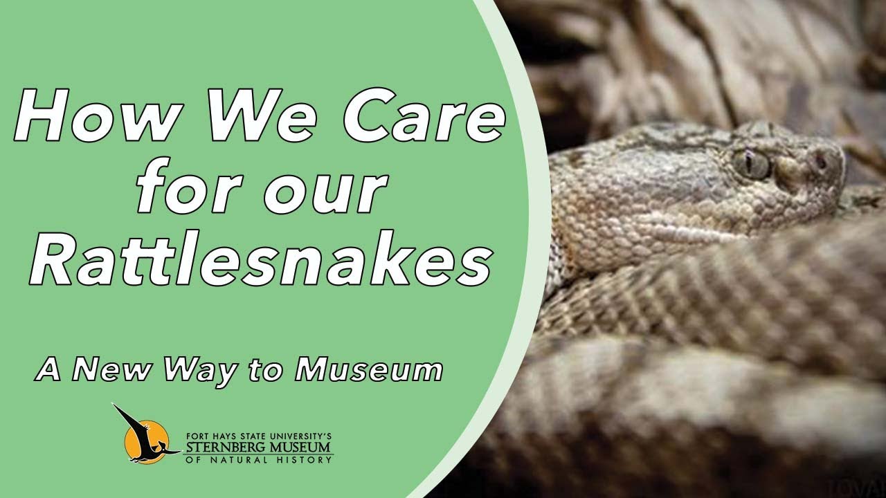 How We Care for our Rattlesnakes | A New Way to Museum