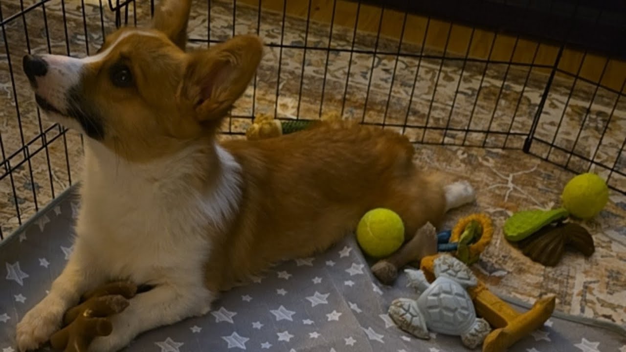 corgi puppy cam live