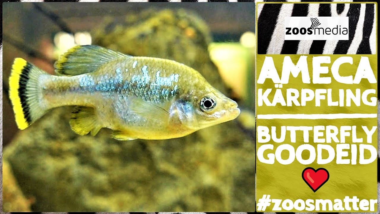 Ameca-Kärpflinge im Tierpark + Fossilium Bochum | zoos.media