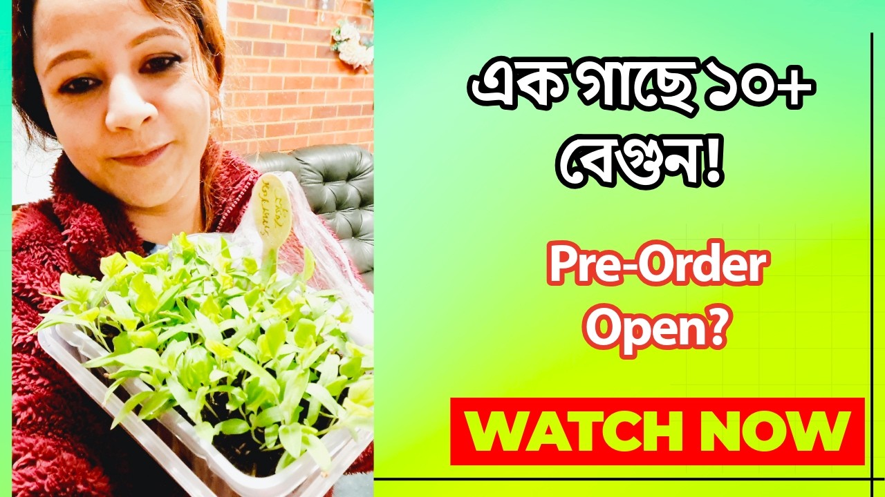 🔥 ডিম বেগুনের গাছের যত্ন | আগাম অর্ডার নেয়া যাবে? 🌱 | সব তথ্য ওয়েবসাইটে 😱