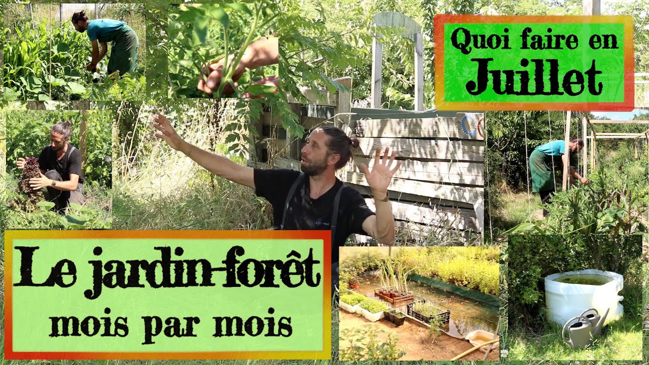 Jardin-forêt en Permaculture. Que faire en juillet !