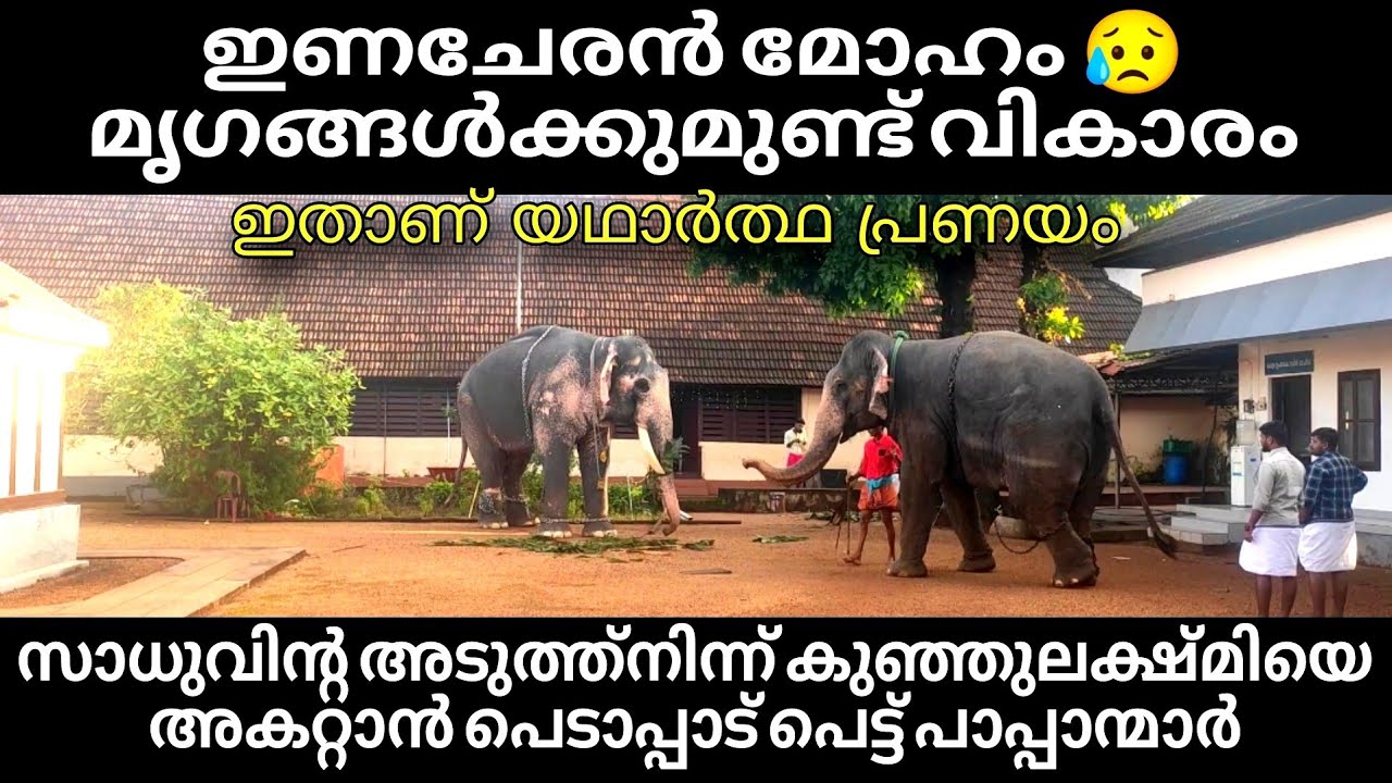 angry elephant! ആനക്കുമുണ്ട് വികാരം പിടിച്ച് അകറ്റാൻ പെടാപ്പാടുപെട്ട് പാപ്പാന്മാർ സാധു കുഞ്ഞുലക്ഷ്മി