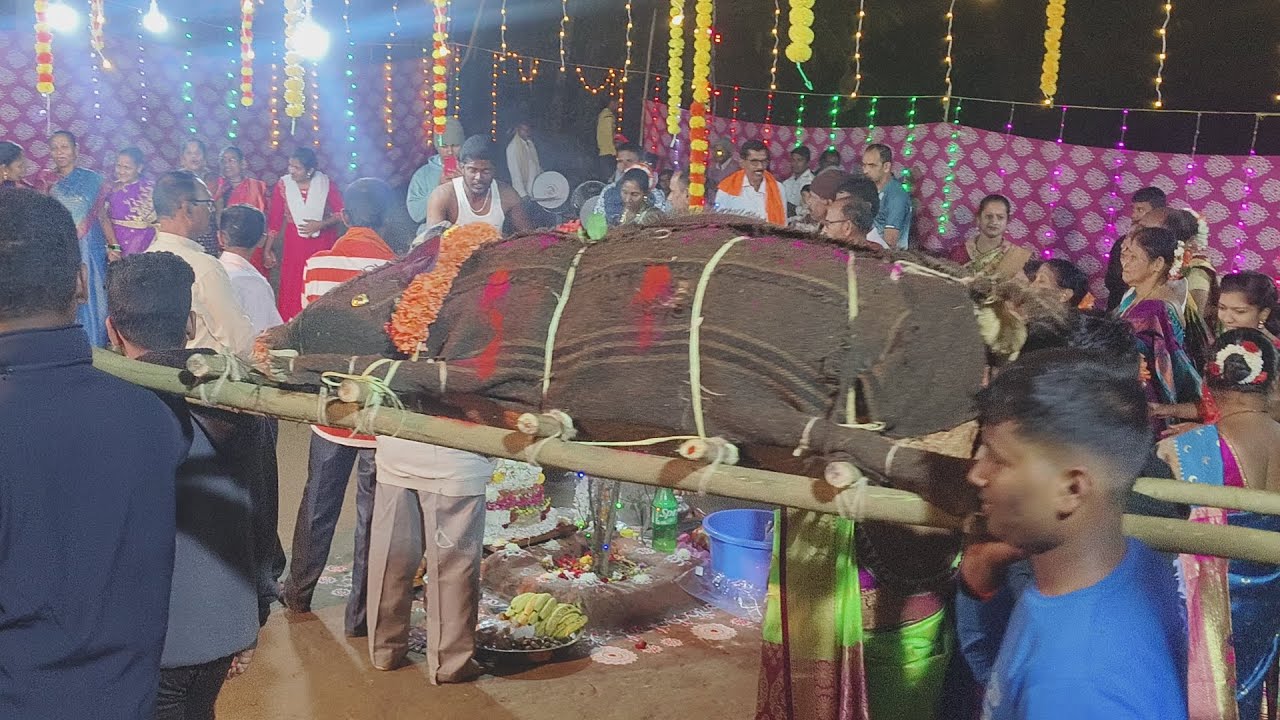 कोकणातील धालो उत्सव साजरा, तुळस वेंगुर्ले येथे पारंपर जोपासत धालो उत्सव साजरा केला जातो संपूर्णबघा 