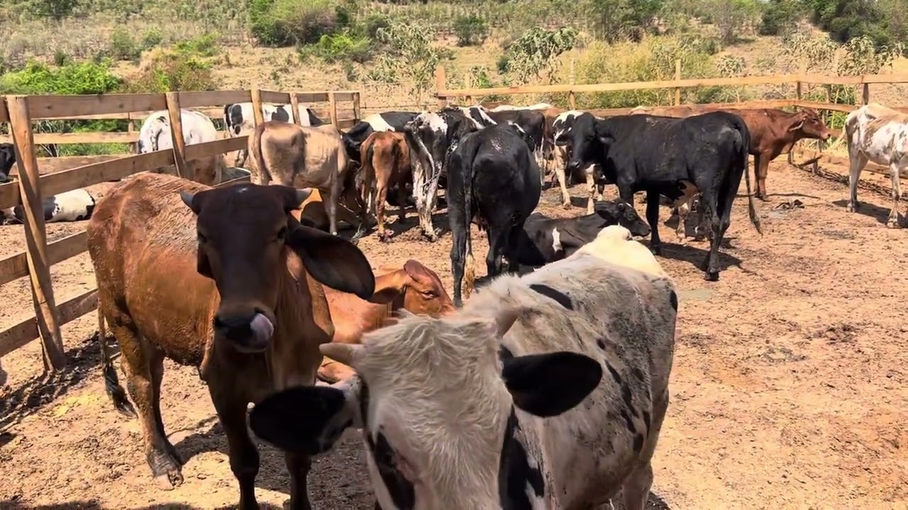 Melhorias e dicas sobre o puro grão, vale a pena assistir.