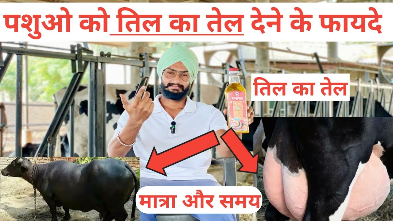 पशुओ को तिल का तेल देने के फायदे । Til oil feeding for cows । how to increase cow udder and milk ।