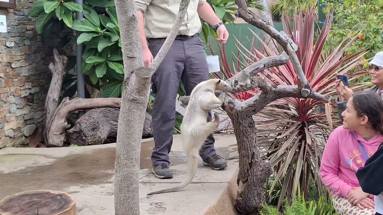 Mani a 5yo M Tamandua aka Lesser Anteater,  1/24/26
