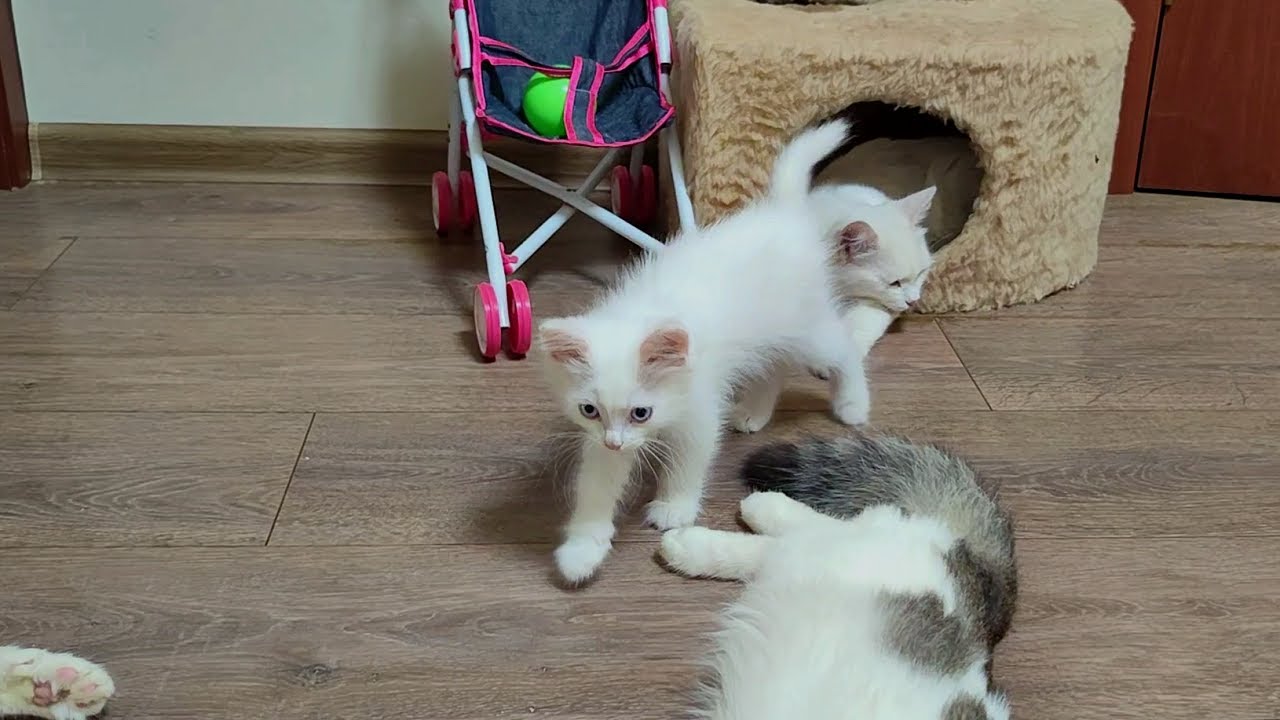 Мама-кошка и котята отдыхают, за исключением котенка Микки.