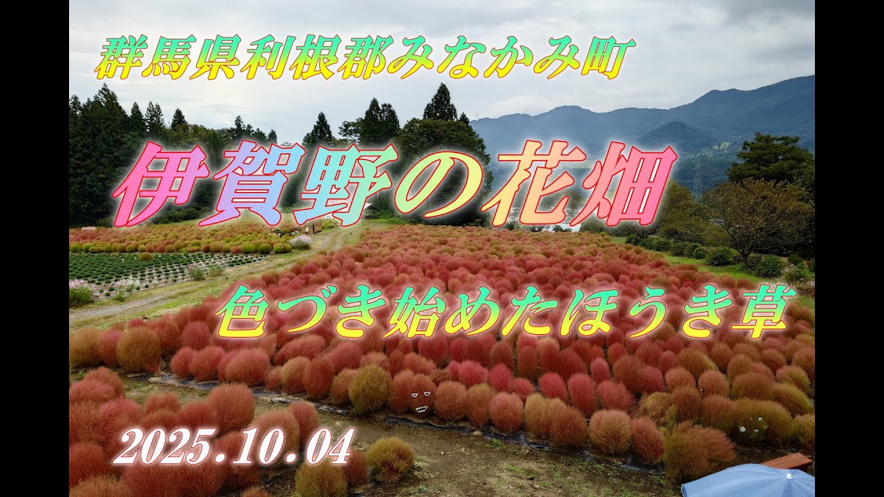 【伊賀野の花畑】色づき始めたほうき草(コキア)&秋桜観賞　2025.10.04