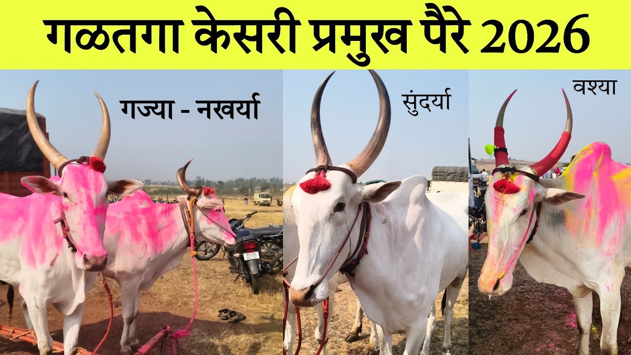 गळतगा केसरी मैदान 2026 
